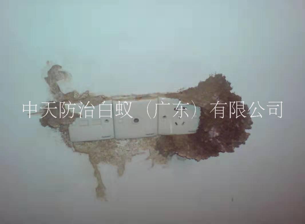 白蟻防疫站