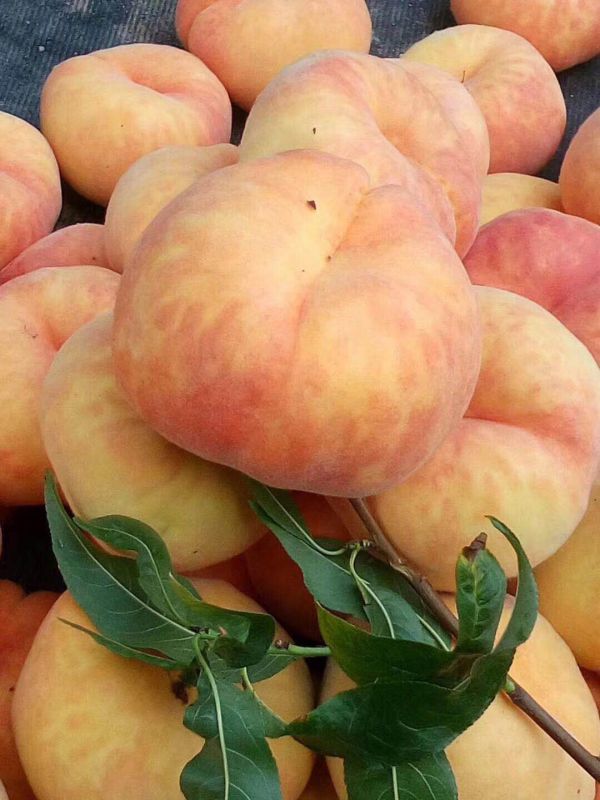 油蟠桃廠家供應(yīng)