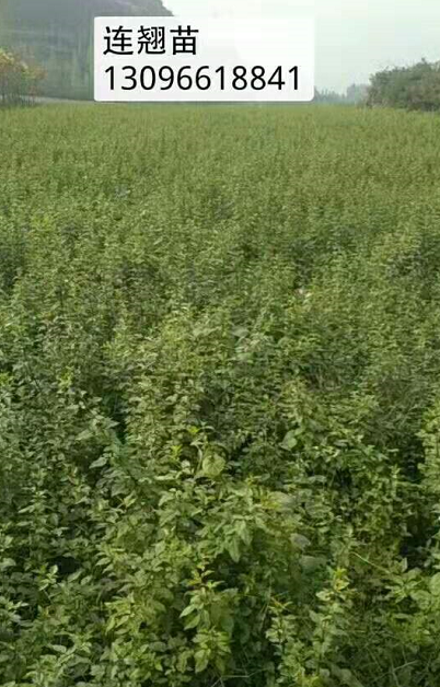 連翹苗廠家直銷