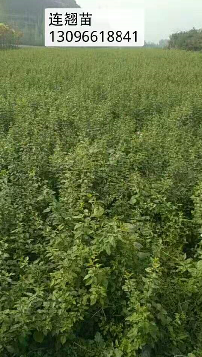 連翹苗廠家直銷