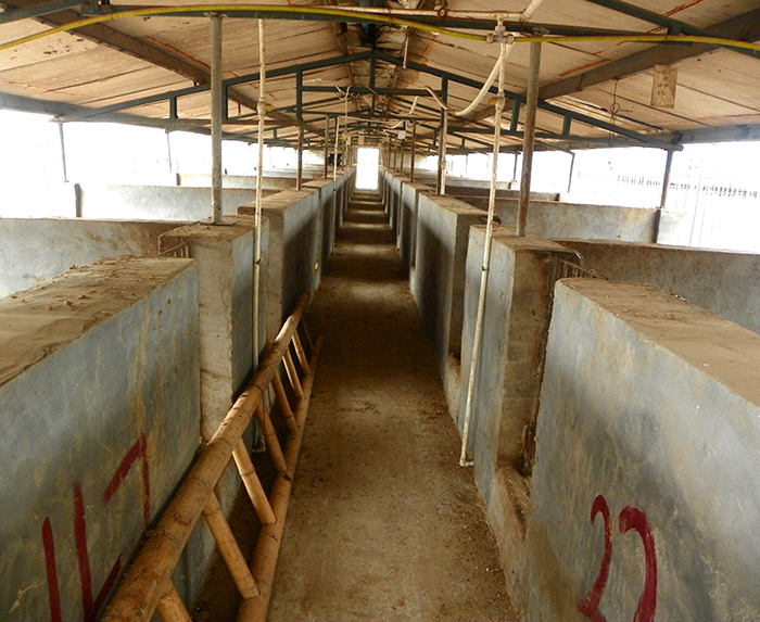 河北*養(yǎng)殖    *  養(yǎng)殖技術(shù) 養(yǎng)殖基地 【山東軒寧珍禽養(yǎng)殖有限公司】