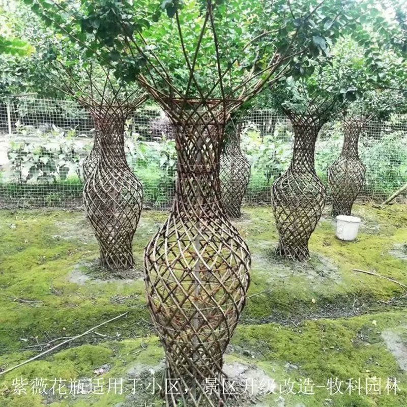 湖南綠化苗木 綠化苗木 紫薇花瓶樹(shù) 苗木造型樹(shù) 紫薇樹(shù)價(jià)格 海棠花瓶 紫薇造型批發(fā)價(jià)格
