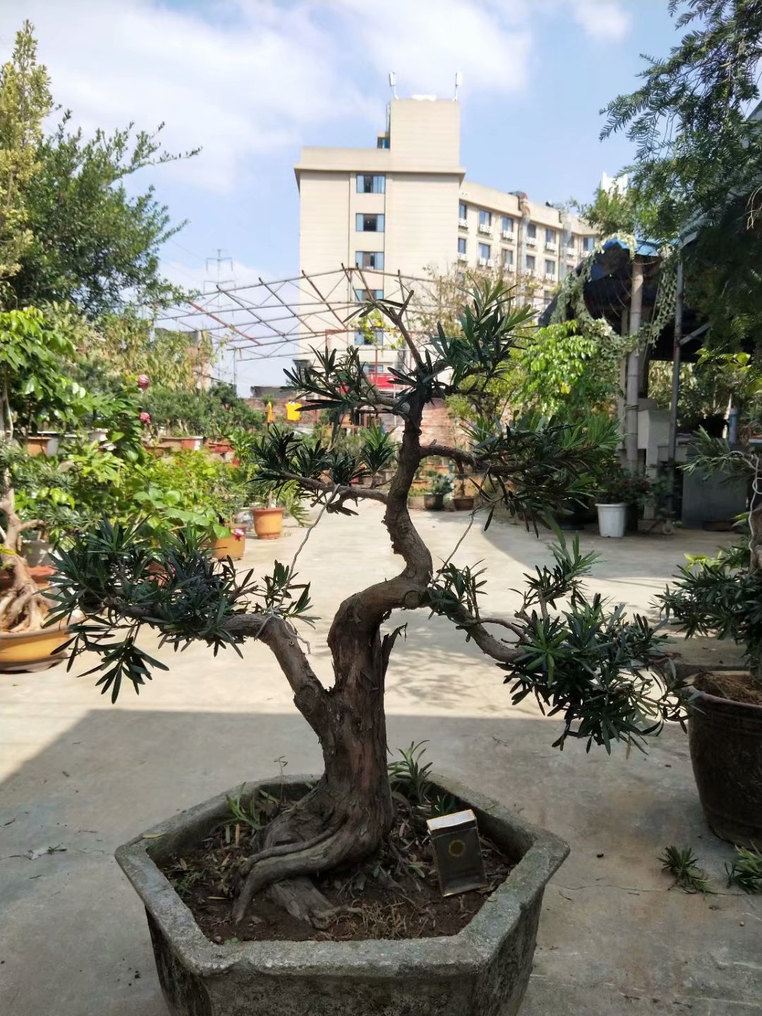 羅漢松盆景