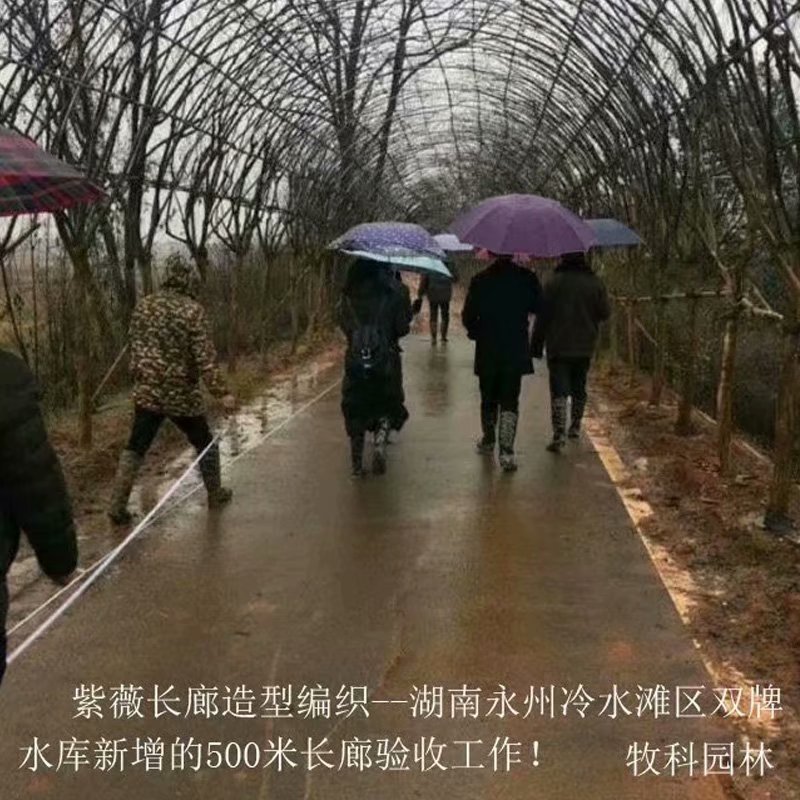 造型紫薇花瓶圖片 紫薇花瓶