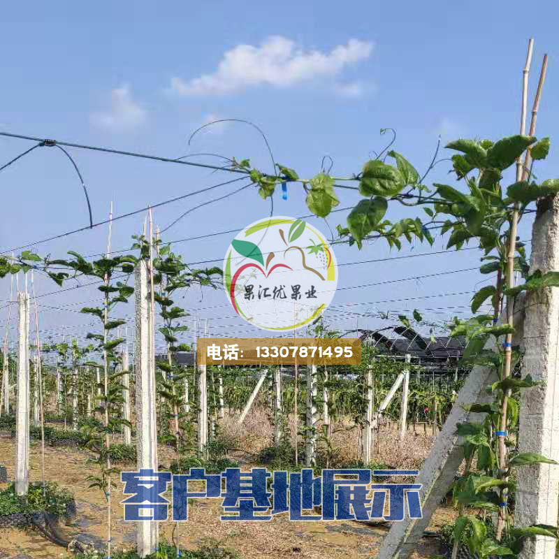 黃金百香果苗嫁接苗 甜百香果 玉林百香果嫁接苗  桂林百香果 凌云縣百香果