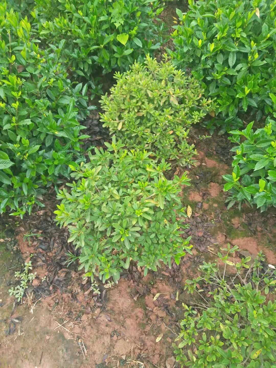 杜梋球 湖南杜梋球種植基地 杜梋球哪里的有賣 杜梋球批發(fā)
