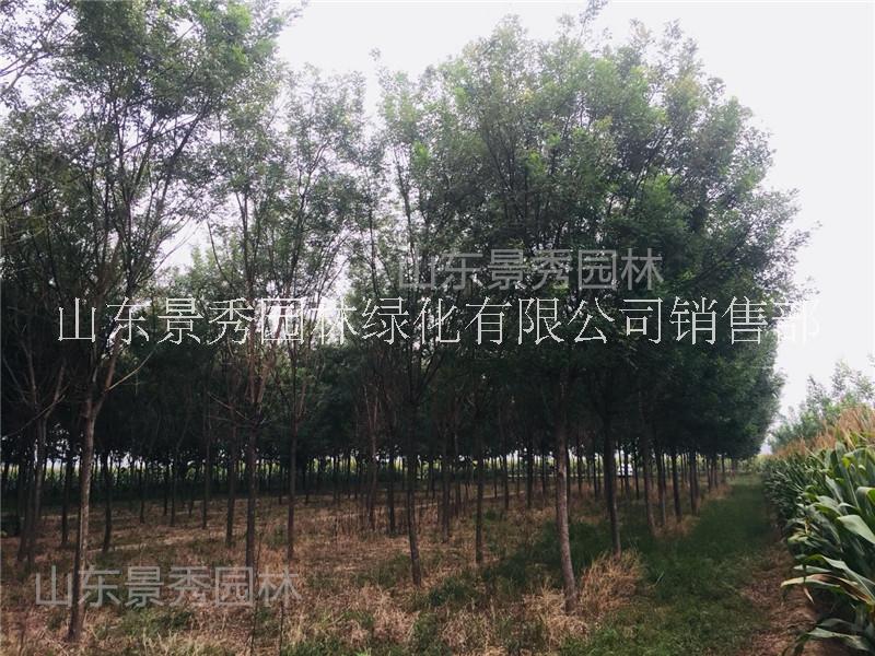 國槐小苗多少錢一棵國槐小苗出售國槐小苗產(chǎn)地價格