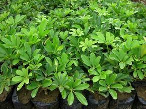 惠州市鴨腳木基地 鴨腳木供應(yīng)商 鵝掌柴批發(fā)