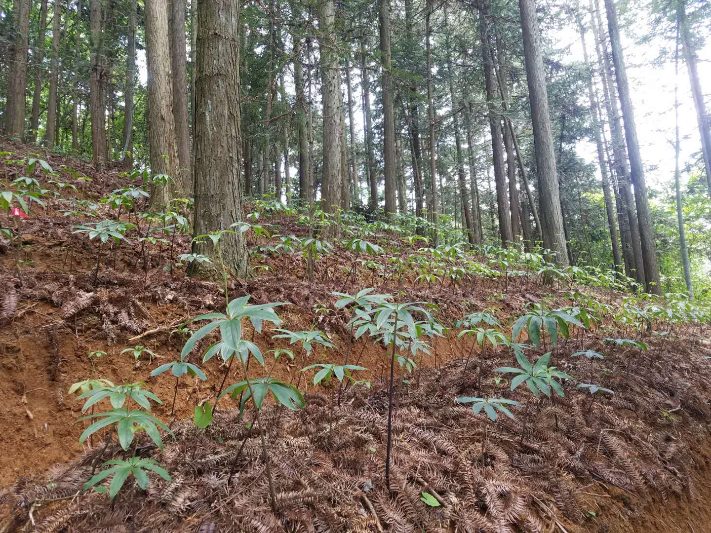 重樓種苗種植中