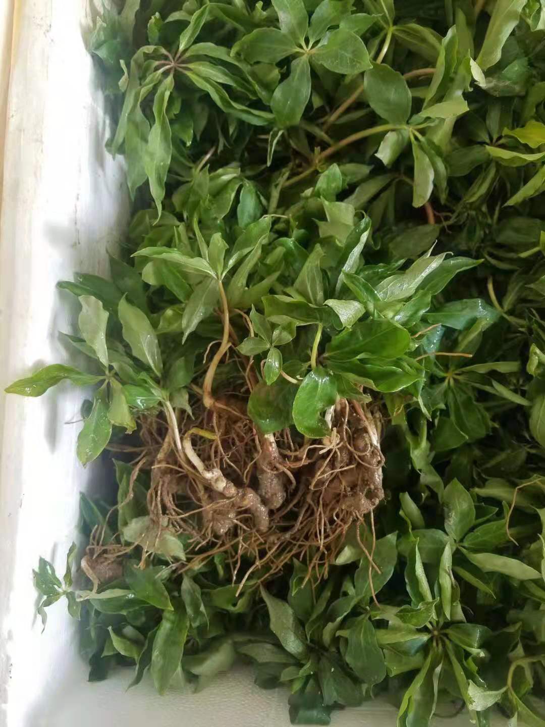 重樓種苗種植中