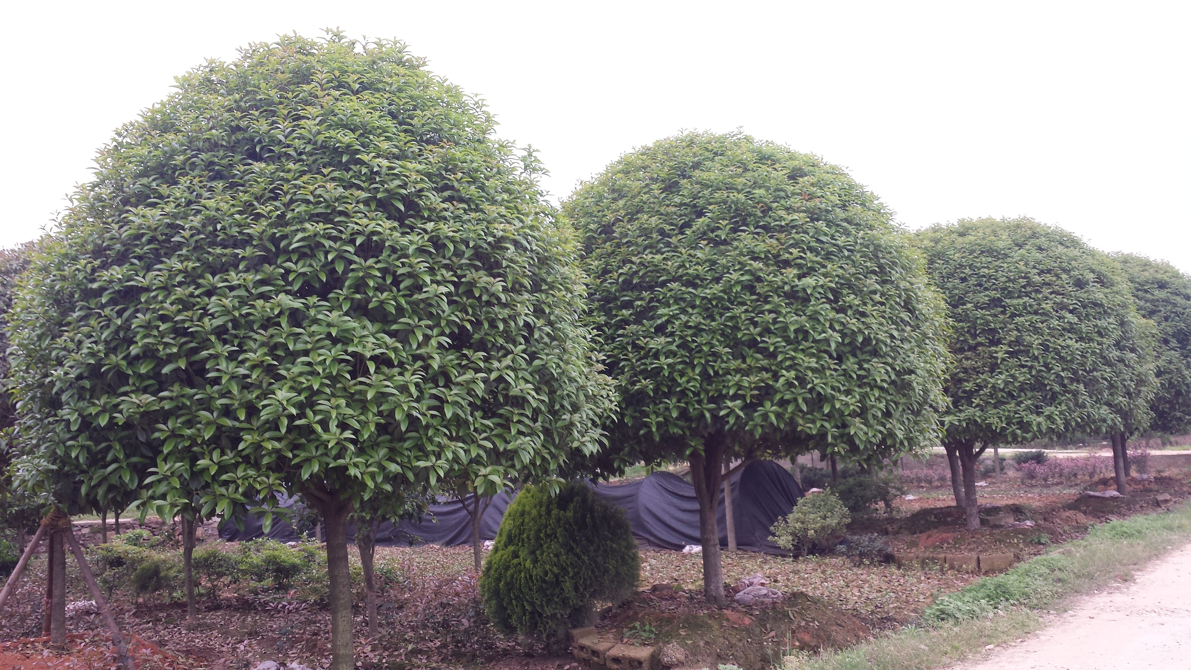 南京市25公分桂花樹(shù)價(jià)格 長(zhǎng)期供應(yīng)15-25公分桂花樹(shù) 基地電話