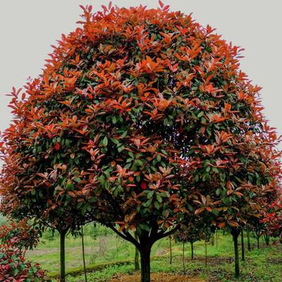南京市紅葉石楠價(jià)格-紅葉石楠種植基地-火焰紅價(jià)格