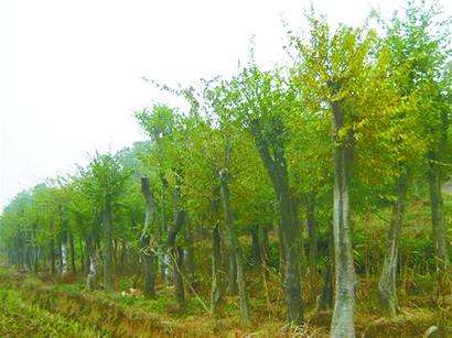 南京市樸樹價(jià)格 批發(fā)各種規(guī)格樸樹苗批發(fā)