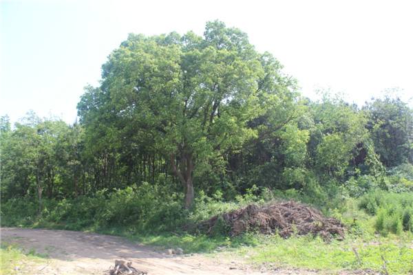 南京市樸樹(shù)種植基地 樸樹(shù)價(jià)格 綠化小苗批發(fā)