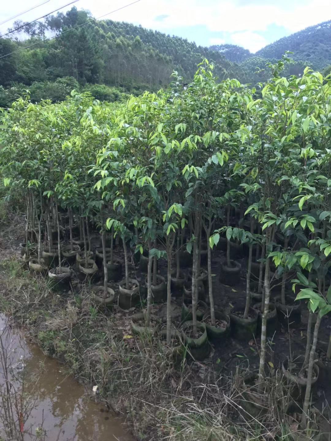 廣東沉香桶杯苗優(yōu)質(zhì)供應(yīng)商