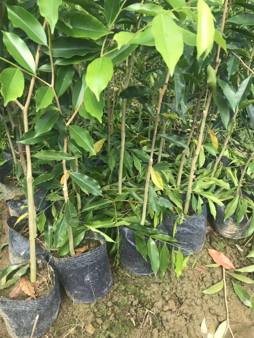 廣東沉香大杯苗種植基地