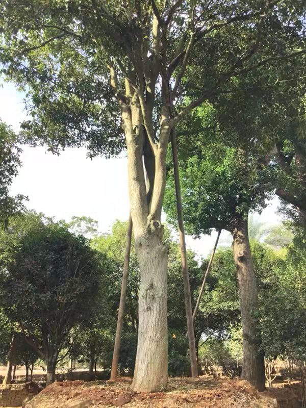 清遠桂花苗產地 英德市桂花樹 桂花基地批發(fā)直銷