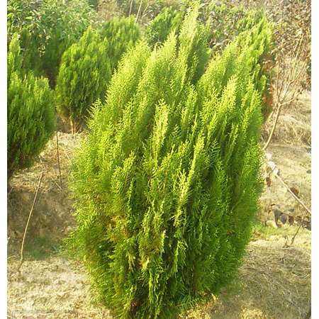 河北側(cè)柏、種植、基地、批發(fā)、價格【曲陽縣穎坤帆苗圃場】