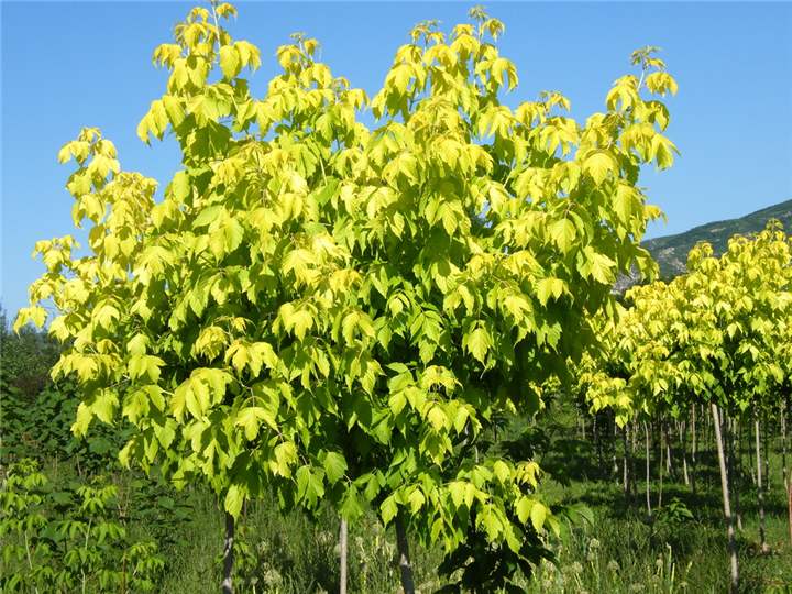 河北金葉復(fù)葉槭、種植、基地、批發(fā)、銷售【曲陽(yáng)縣穎坤帆苗圃場(chǎng)】