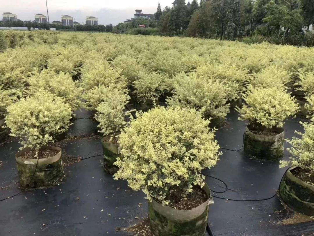 美植袋矮桿金葉槐、種植、基地、批發(fā)【曲陽縣穎坤帆苗圃場】