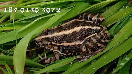 青蛙養(yǎng)殖 青蛙養(yǎng)殖市場分析