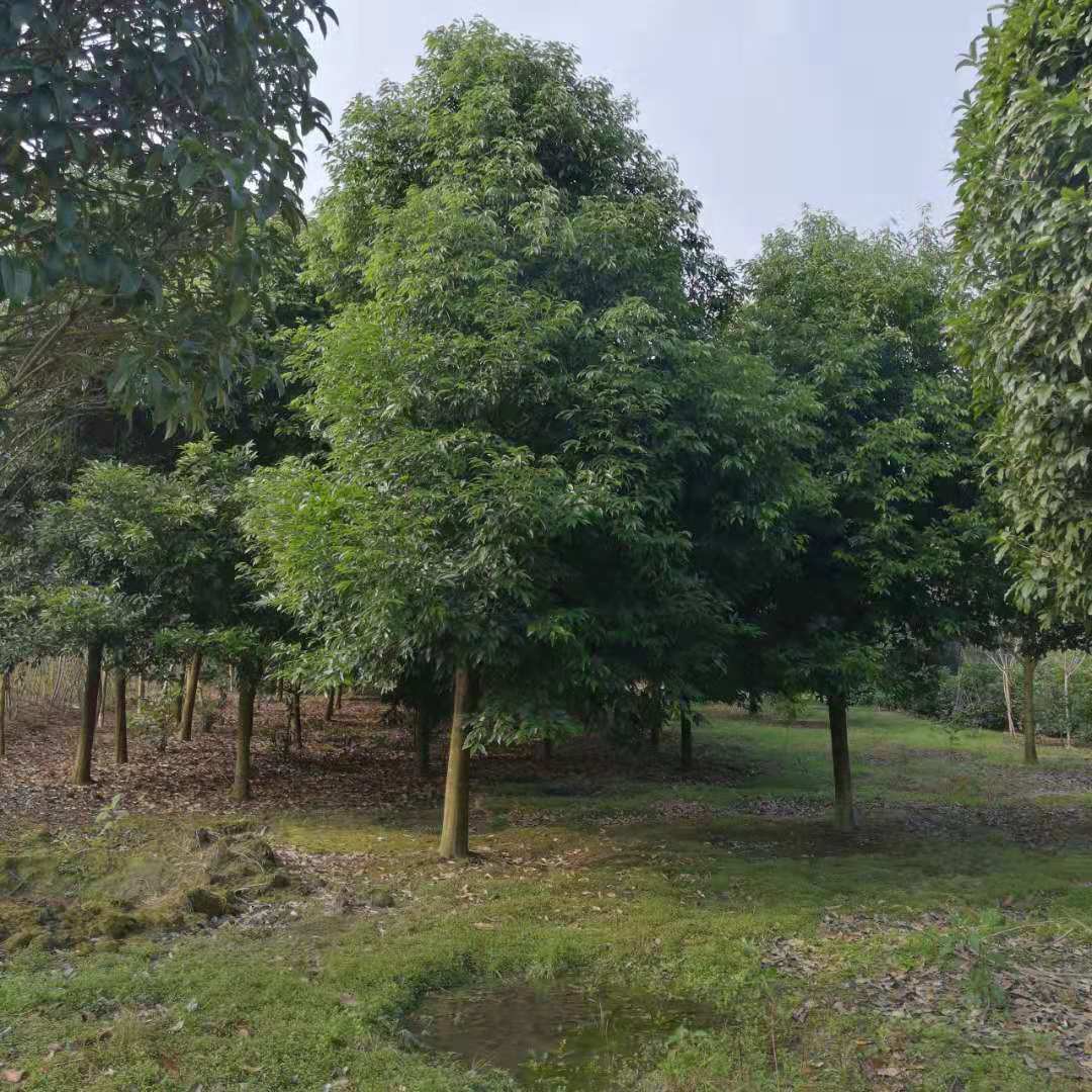 成都天竺桂樹批發(fā)價(jià)、成都天竺桂銷售、供應(yīng)商、市場(chǎng)價(jià)【溫江華成園藝場(chǎng)】