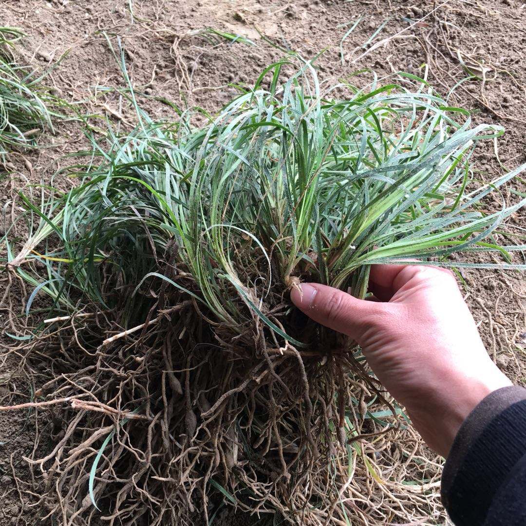 湖州市大量供應優(yōu)質細葉麥冬-批發(fā)-報價-多少錢-基地