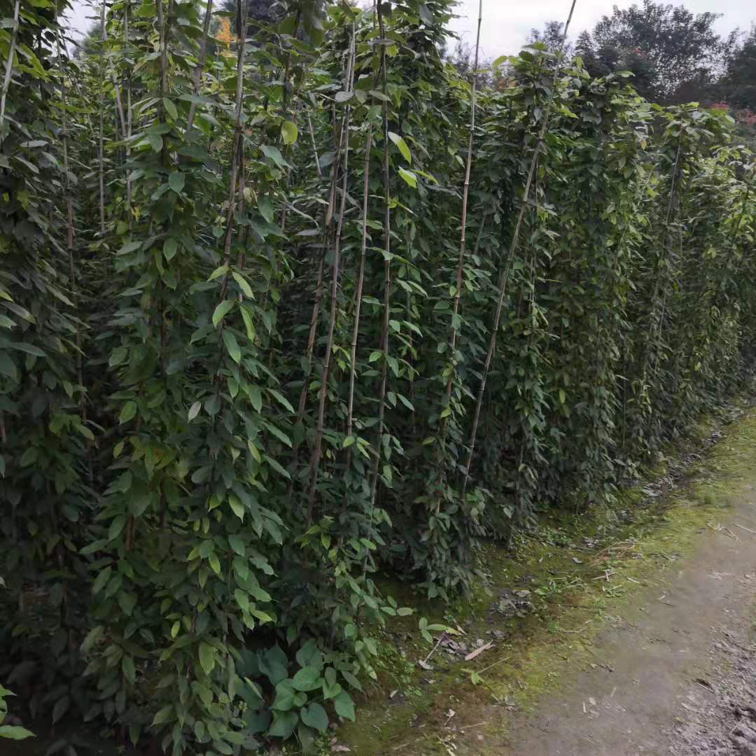 成都油麻藤苗、種植基地、批發(fā)價(jià)格、報(bào)價(jià)、優(yōu)質(zhì)供應(yīng)商【溫江華成園藝場(chǎng)】