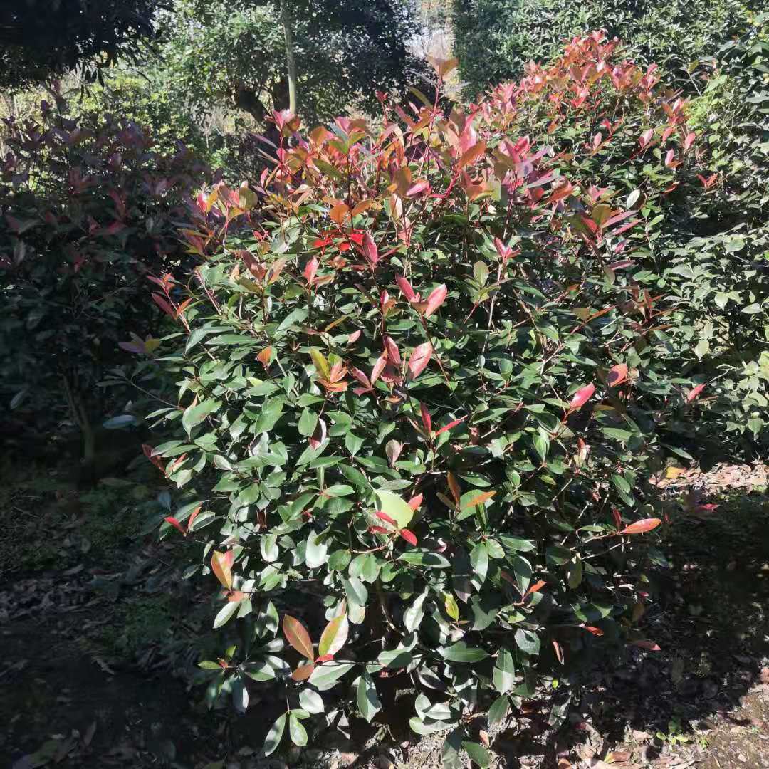 紅葉石楠苗、種植、批發(fā)價格、報價、優(yōu)質(zhì)供應(yīng)商【溫江華成園藝場】
