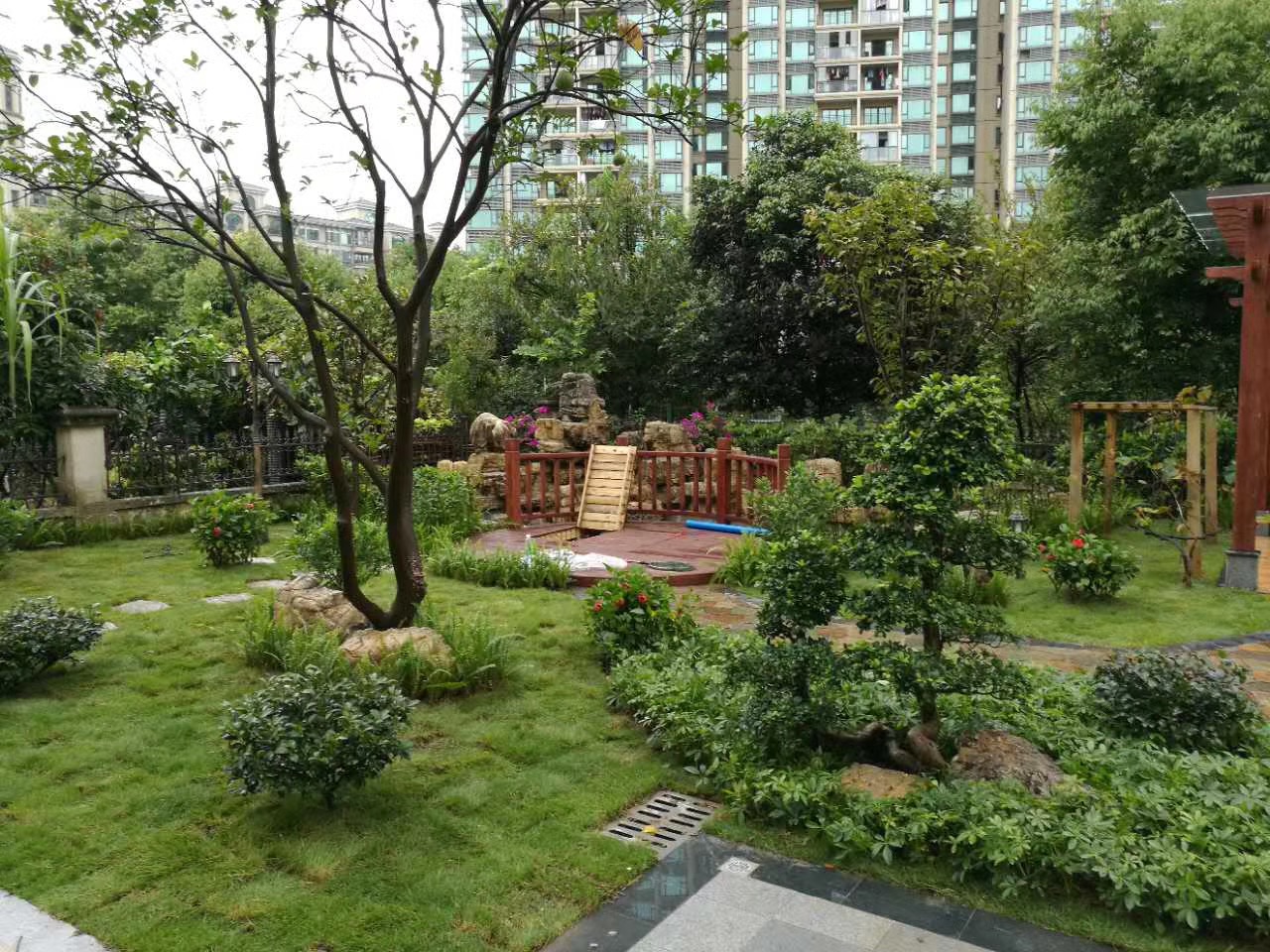 臺灣二號草坪/臺灣二號草坪價格