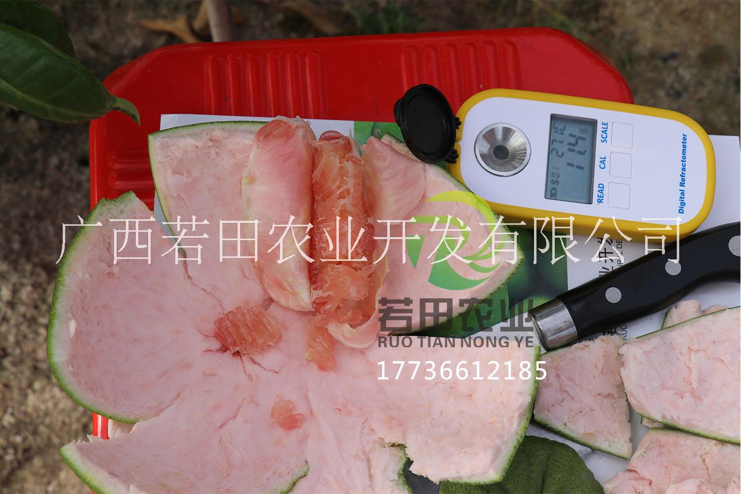 國產(chǎn)紅寶石青柚     若田農(nóng)業(yè)紅寶石青柚試種成功