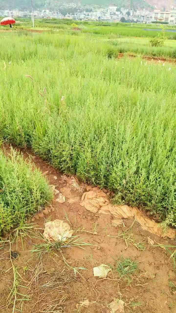 各種規(guī)格柏樹苗批發(fā)價格  川柏訂購基地直銷  盆栽苗出售