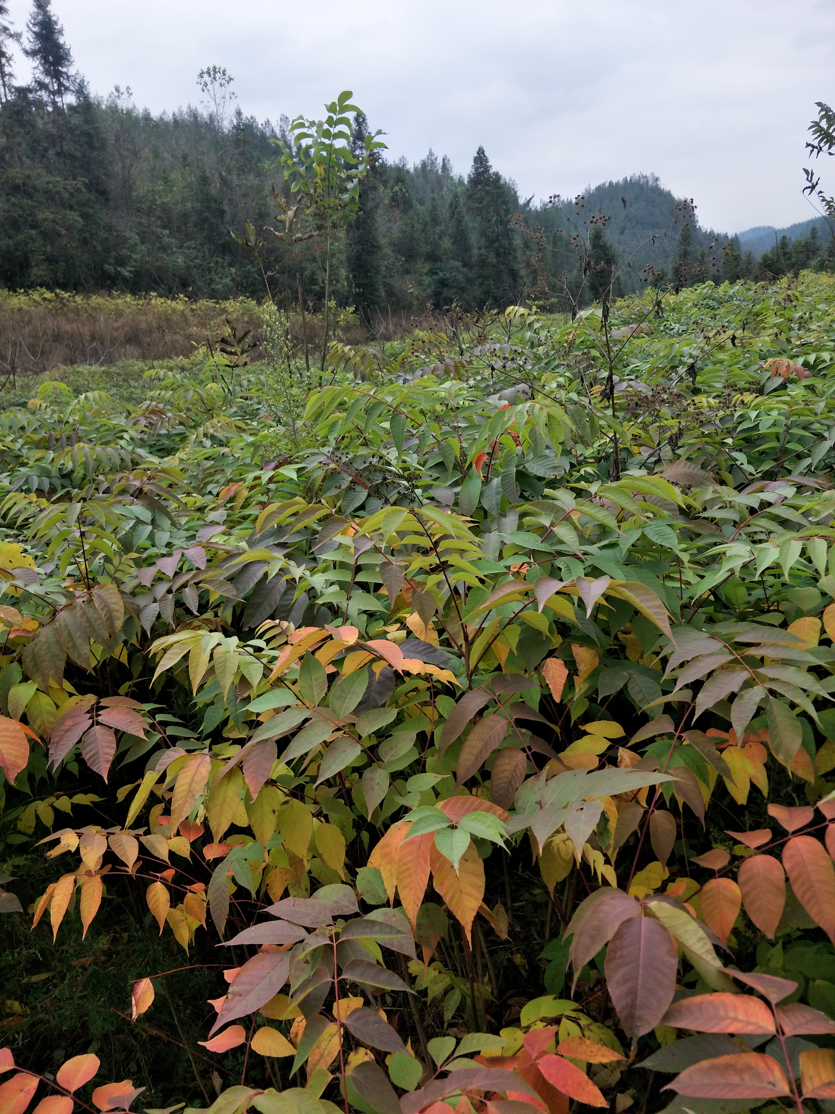 專業(yè)大量*漆樹樹苗  漆樹樹苗種植出售批發(fā)  漆樹樹苗價(jià)格