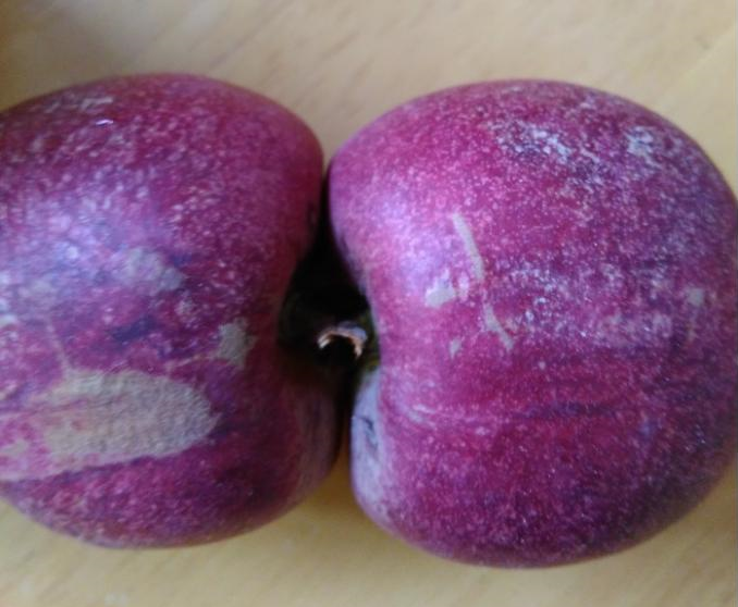 黑桃苗廠家 新品種桃樹苗批發(fā)