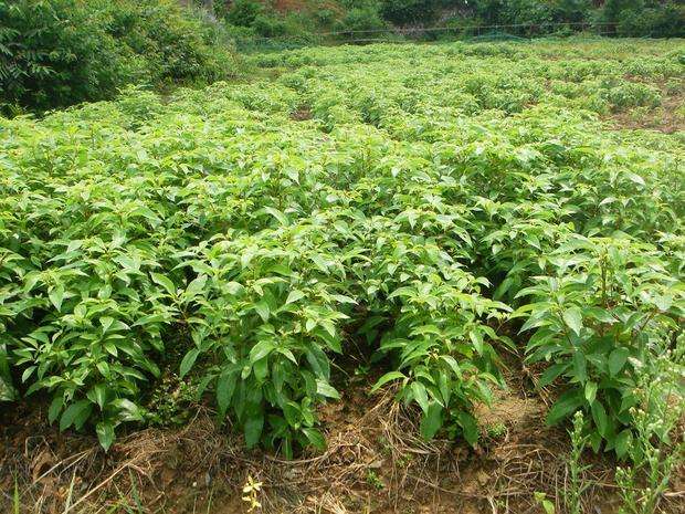 廣東廣州香樟苗批發(fā)價(jià)格_供應(yīng)商【廣州恒發(fā)造林綠化苗木基地】