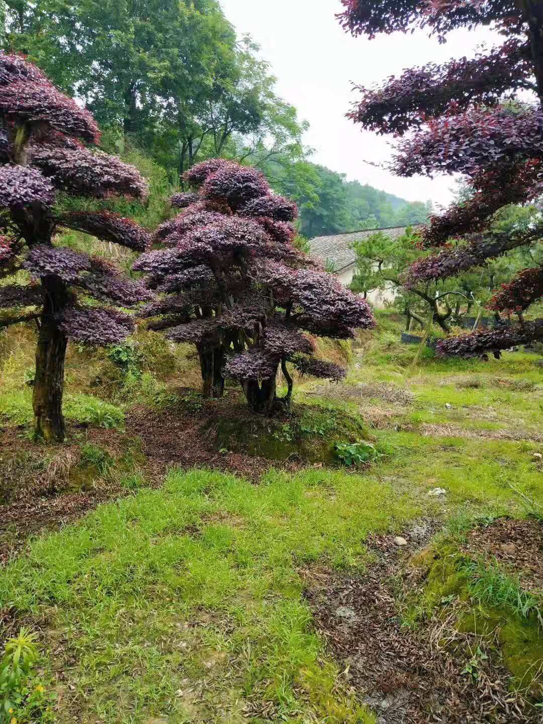 湖南造型紅花繼木樁產(chǎn)地在哪里- 2019年造型紅花繼木樁直銷價(jià)格-廠家批發(fā)【瀏陽市柏加鎮(zhèn)萬達(dá)苗圃】