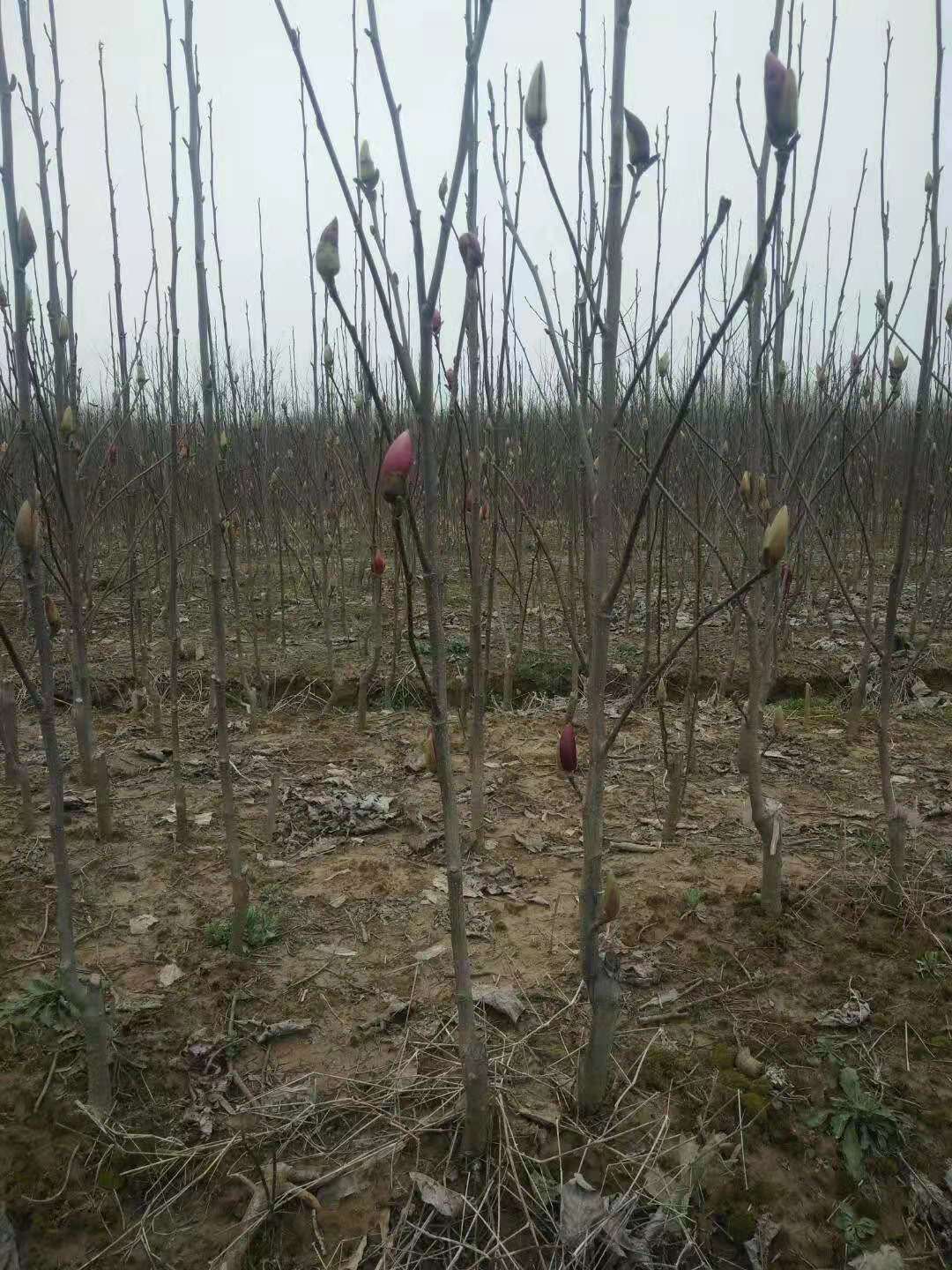 滁州市紫玉蘭價格--哪里有廣玉蘭賣 -紅玉蘭銷售電話