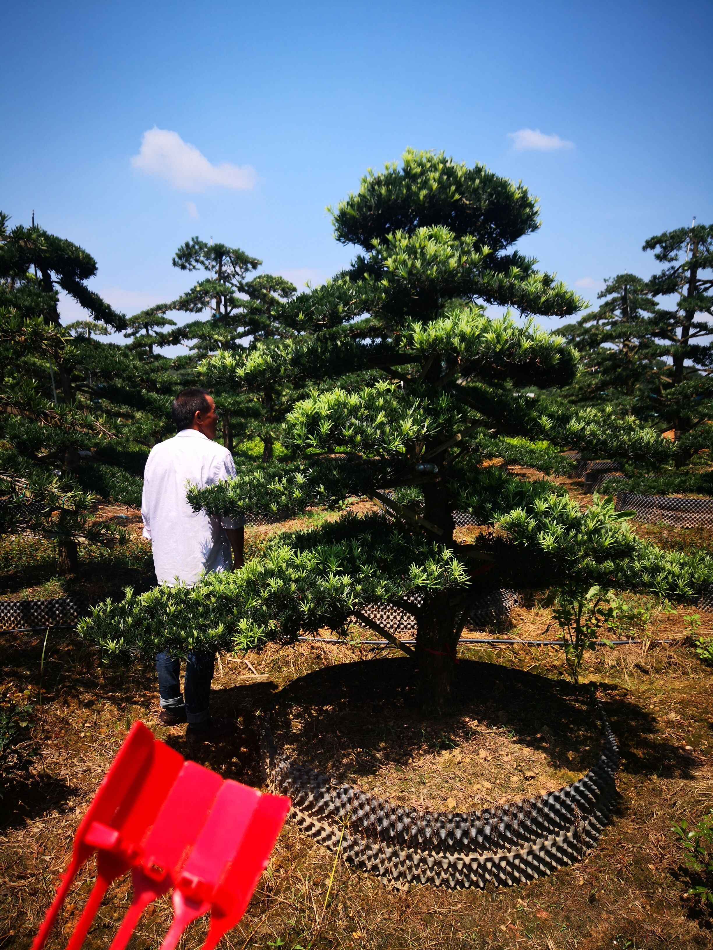 湖南*造型羅漢松種植基地產(chǎn)地哪里最多-湖南10，15，20公分*造型羅漢松-廠家直銷【瀏陽市柏加鎮(zhèn)萬達苗圃】