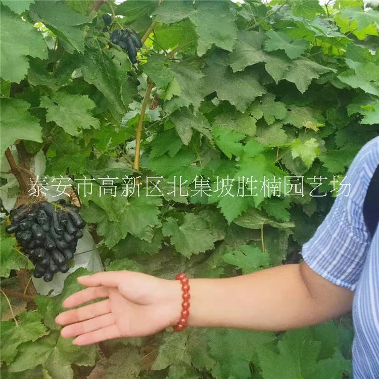 山東泰安葡萄苗、批發(fā)價(jià)格、種植基地、供應(yīng)商【泰安市高新區(qū)北集坡勝楠園藝場(chǎng)】