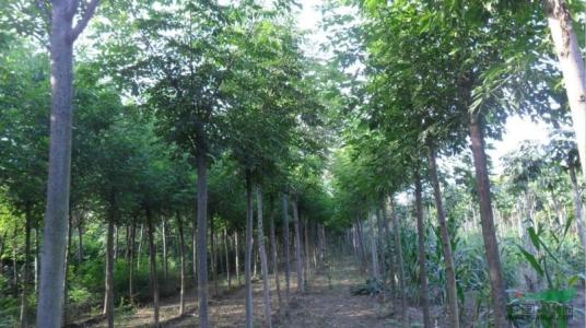 上海市黃山欒種植基地 全緣葉欒樹價(jià)格 大量批發(fā)黃山欒