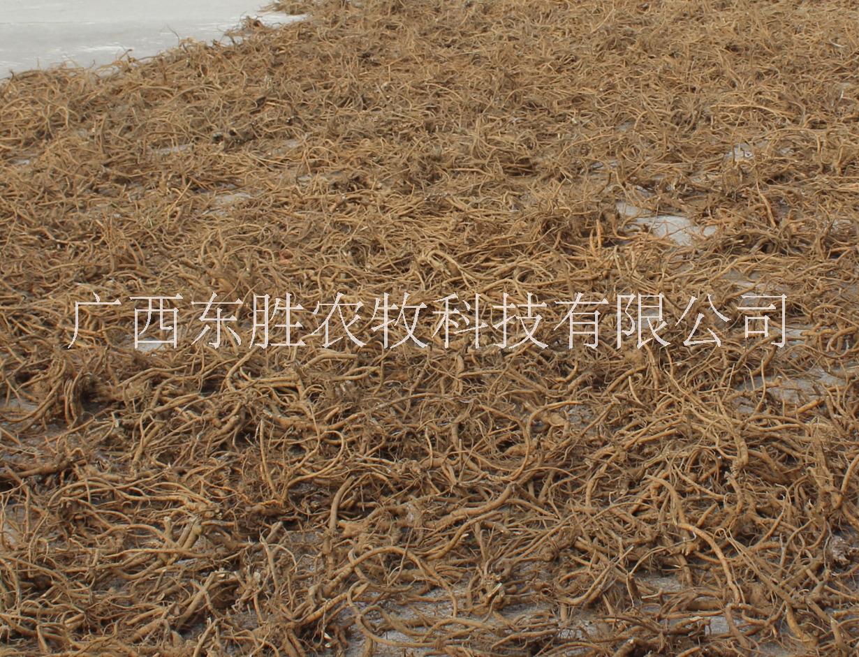 山豆根部急售、報價、批發(fā)  河池*滿四年山豆根出售  山豆根*惠