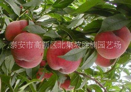 山東桃樹苗、批發(fā)價(jià)格、種植基地、銷售電話【泰安市高新區(qū)北集坡勝楠園藝場(chǎng)】
