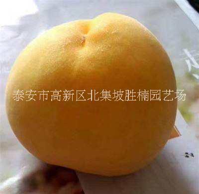 專業(yè)栽培黃金蜜1號桃樹苗苗場。泰安優(yōu)質(zhì)黃金蜜1號桃樹苗批發(fā)價，泰安市黃金蜜1號桃樹苗報價價格