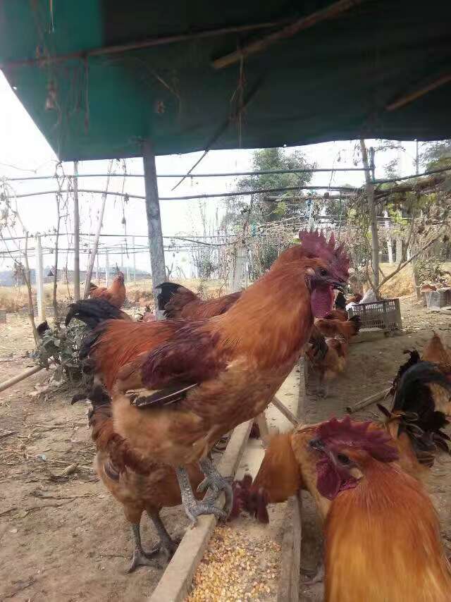 文山土雞苗批發(fā) 德宏青腳麻雞苗價格 大理黑烏雞苗 麗江麻烏雞苗供應(yīng)