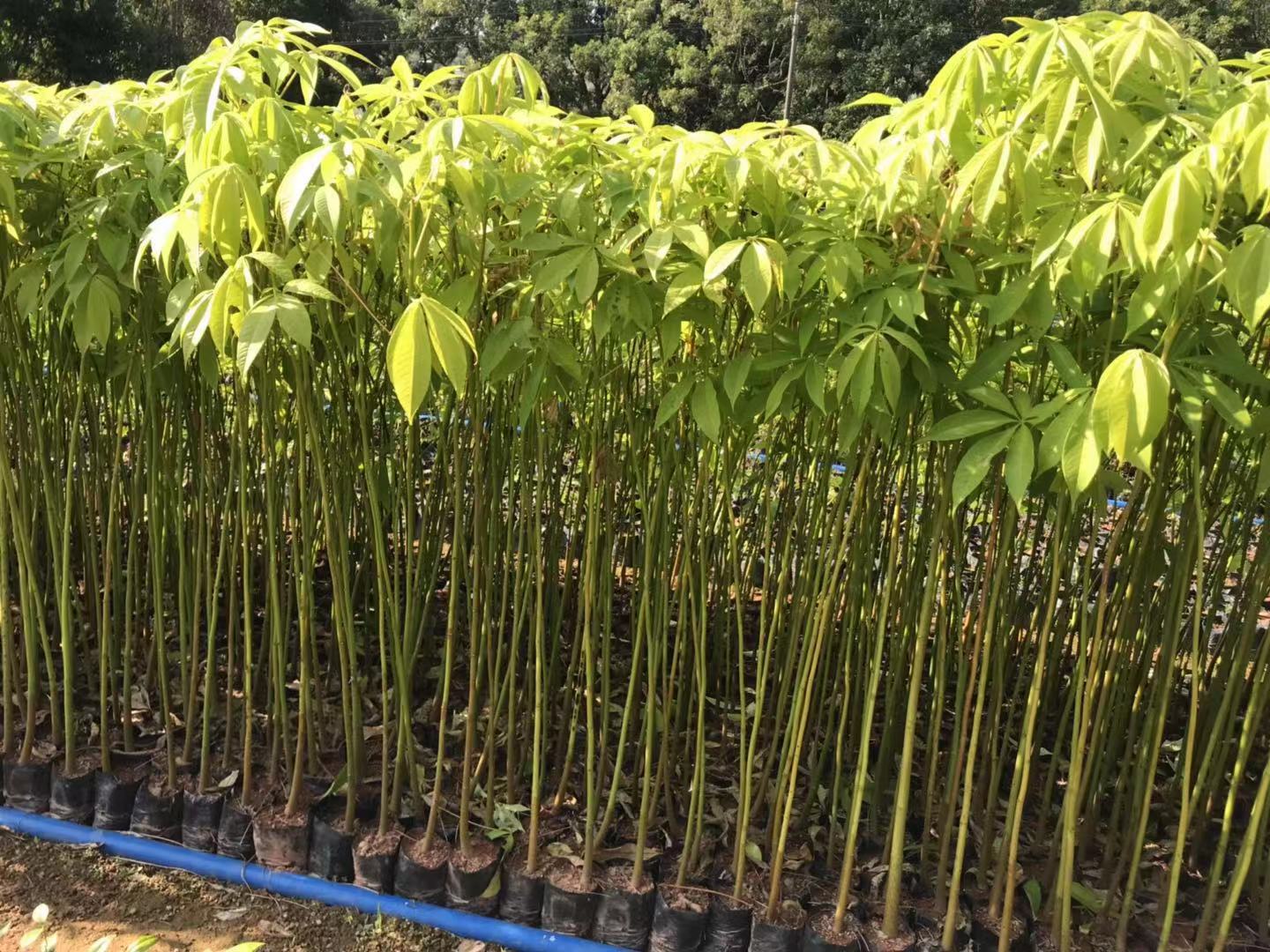 美麗異木棉、木棉供應(yīng)價格、價錢、批發(fā)【廣州匯森林業(yè)有限公司】