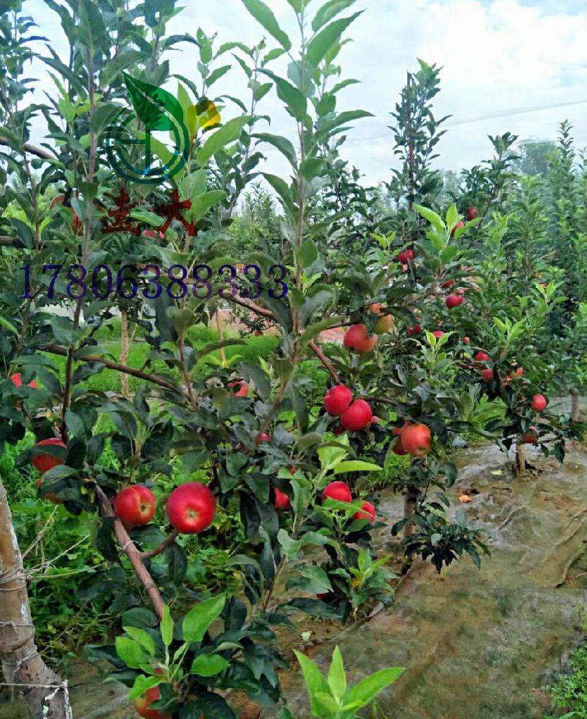 山東臨沂魯麗蘋果苗基地-山東臨沂魯麗蘋果苗批發(fā)價(jià)格-【北美海棠果樹苗流蘇苗綠化苗】