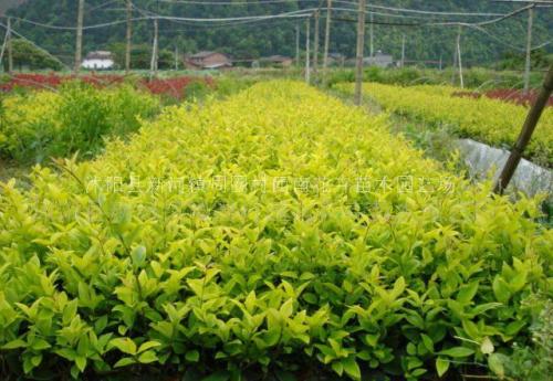 郴州金森女貞苗圃基地批發(fā)直銷