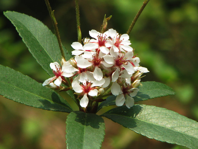 佛山車輪梅苗批發(fā)基地_多少錢一株