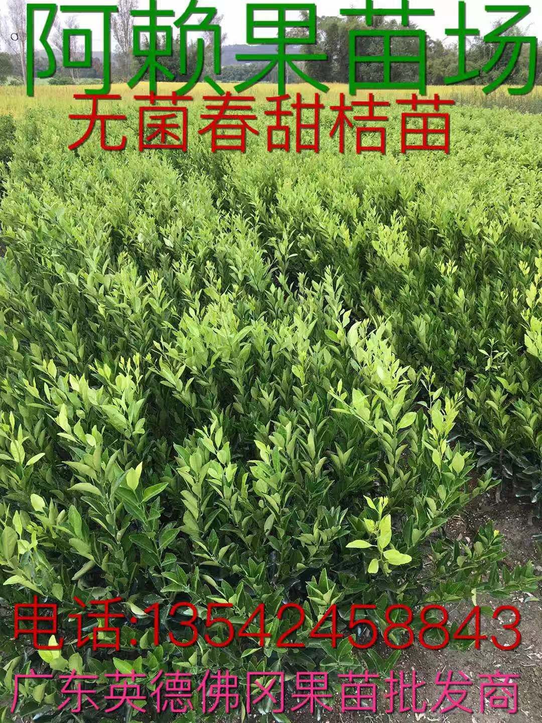 廣東清遠(yuǎn)英德春甜桔苗（南瓜桔）直銷批發(fā)價(jià)格【阿賴果苗基地種植場】