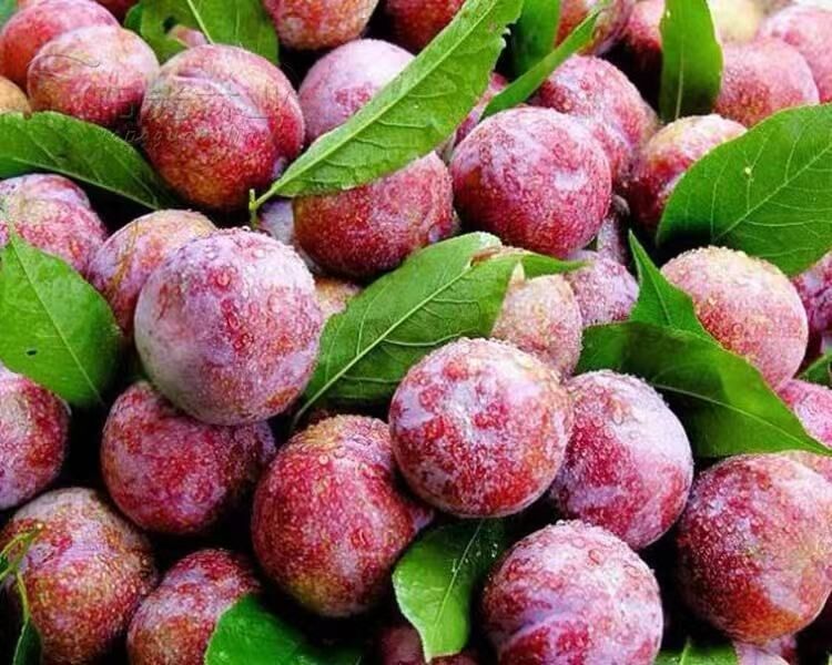 廣東清遠(yuǎn)英德三華李子苗基地-廣東哪里有三華李子苗賣-廠家直銷批發(fā)價(jià)格【阿賴果苗基地種植場(chǎng)】